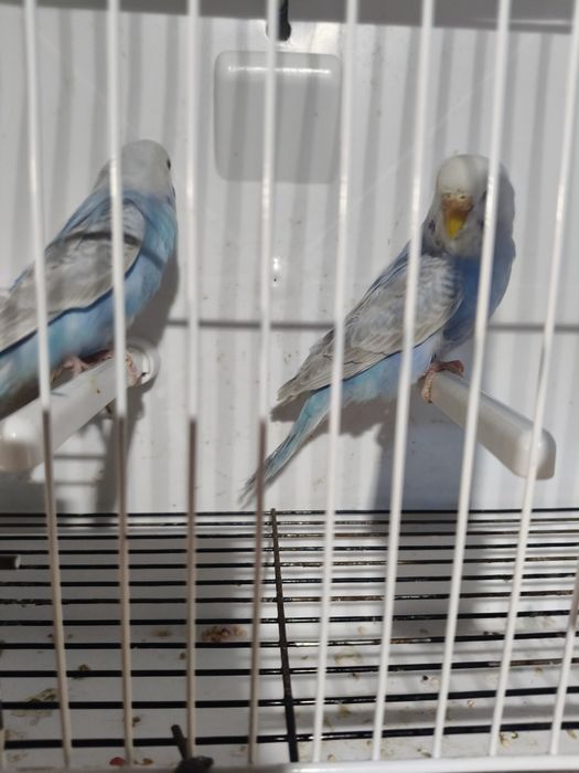 Piriquitos Australianos