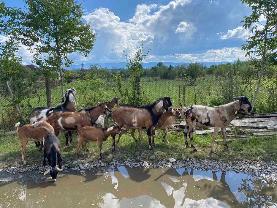 Продажа Англо-Нубийских Коз и Козлов
