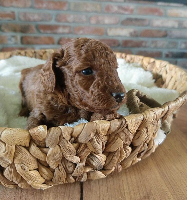 Pudel Toy w kolorze Brown