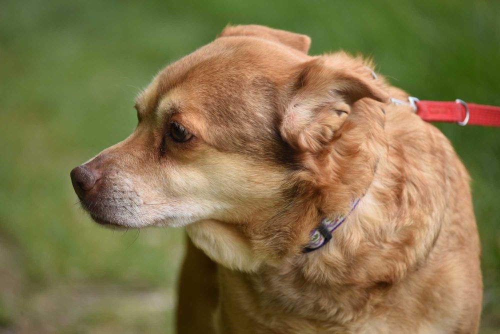 Figa - suczka do adopcji