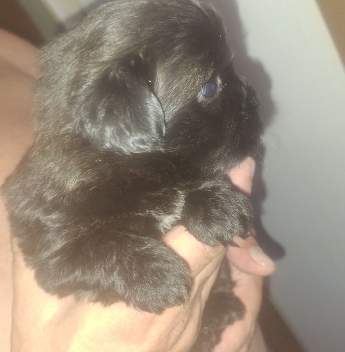 Pieski po matce shih tzu