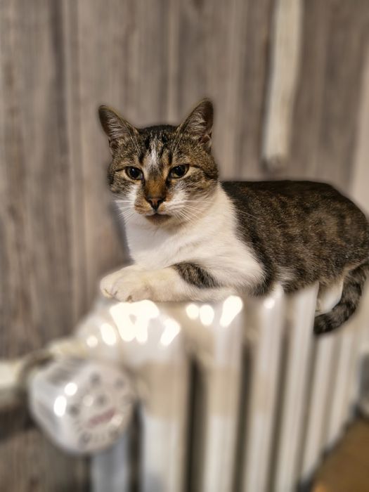 Miziasty Anatol juz 1,5 roku czeka na dom!