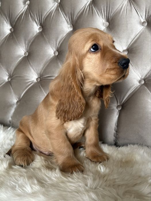 Piesek Cocker Spaniel Angielski