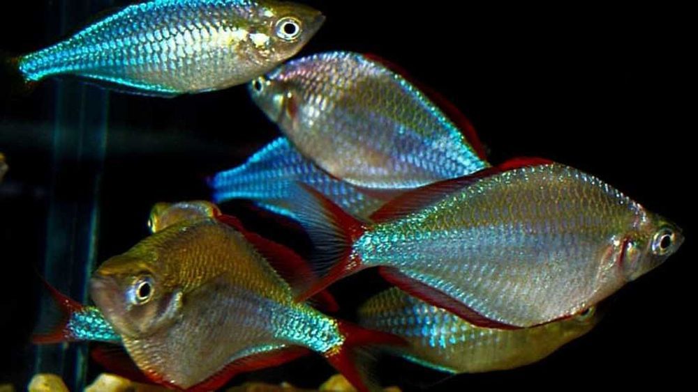 Tęczanka neonowa - Melanotaenia praecox - dowóz, wysyłka
