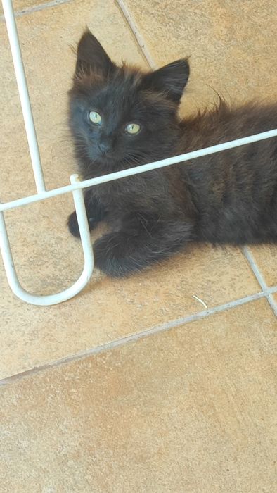 Gato para adoção