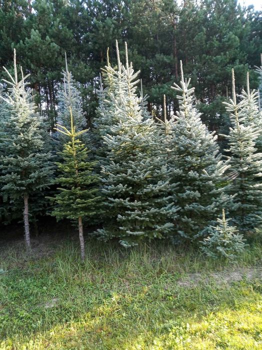 Świerk srebrny choinki