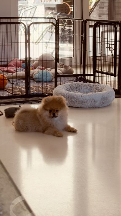 Szpic miniaturowy Pomeranian