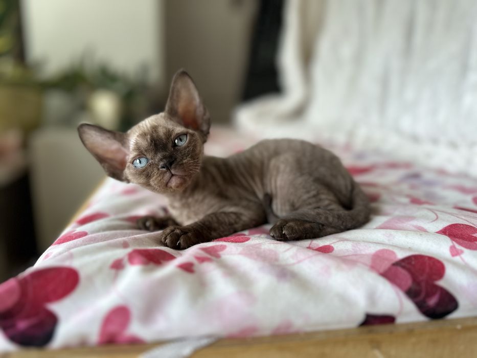 Niebieskooki  kocurek devon rex