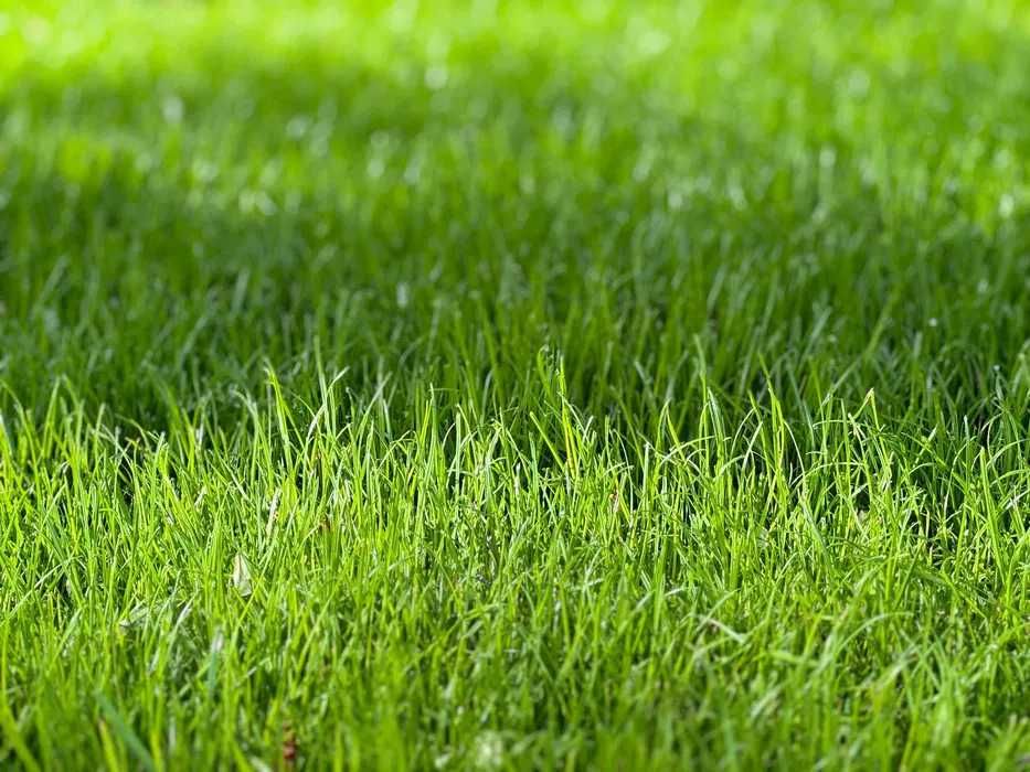 Trawa z rolki producent