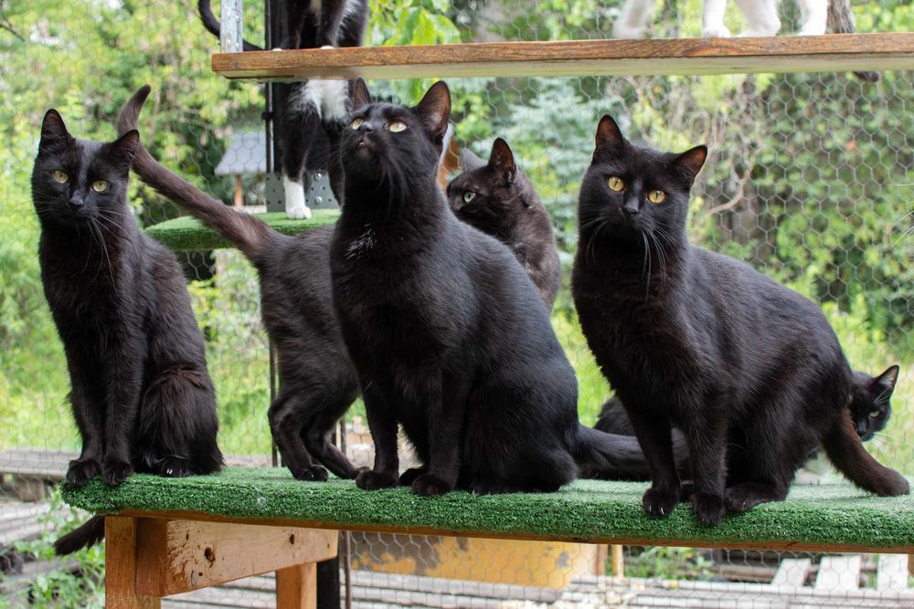 Czarny, puszysty, bardzo proludzki kocurek do adopcji za darmo