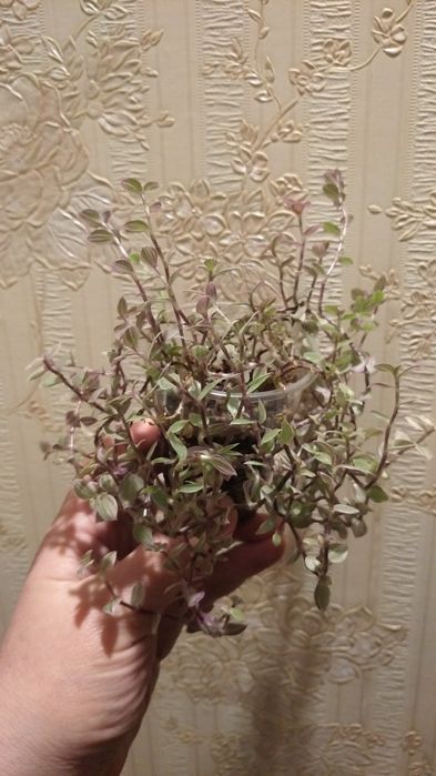 Квіти. Санса, красула,  колізія Рink ledi , рео , красула ампельна