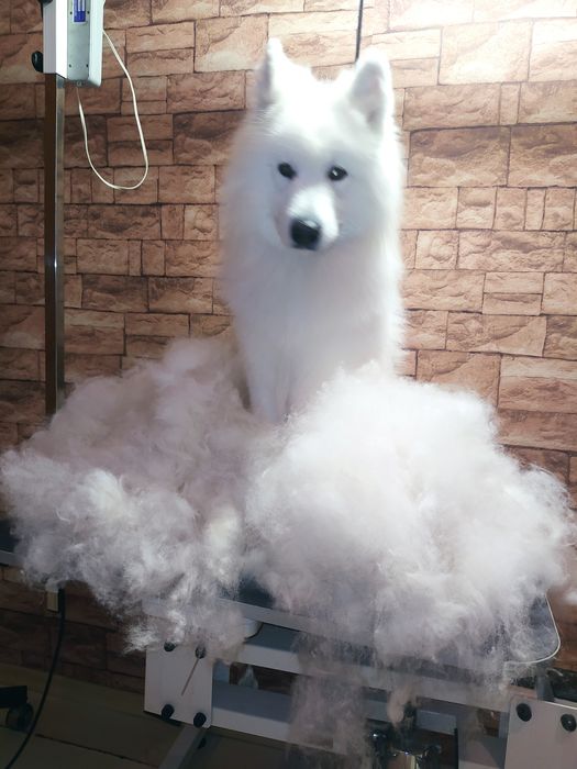 ГРУМІНГ (стрижка собак та котів)