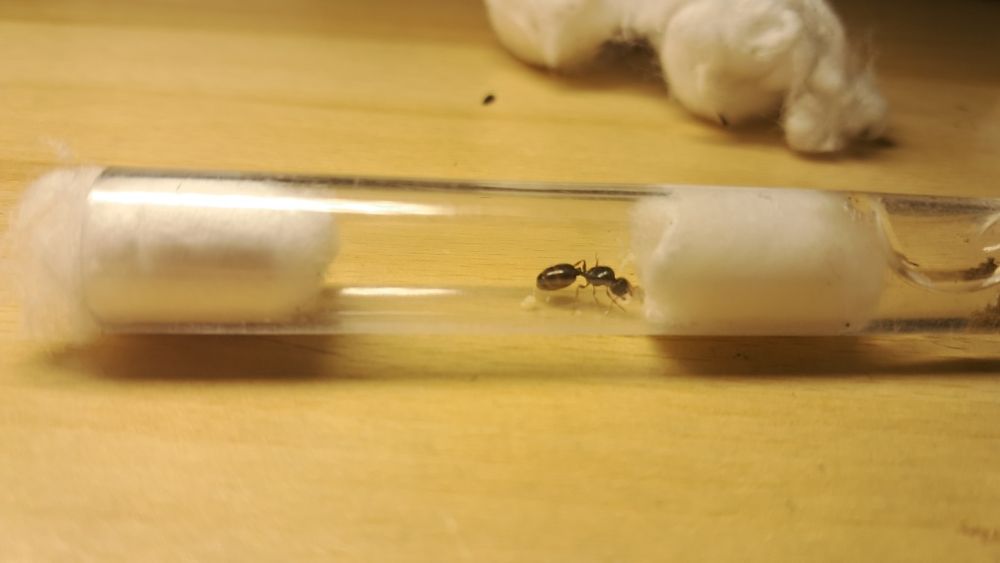 Продам вид Tetramorium caespitum 1/0