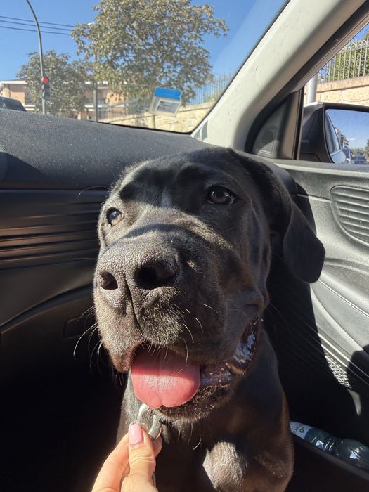 Petsitter , cuido dos vossos patudos