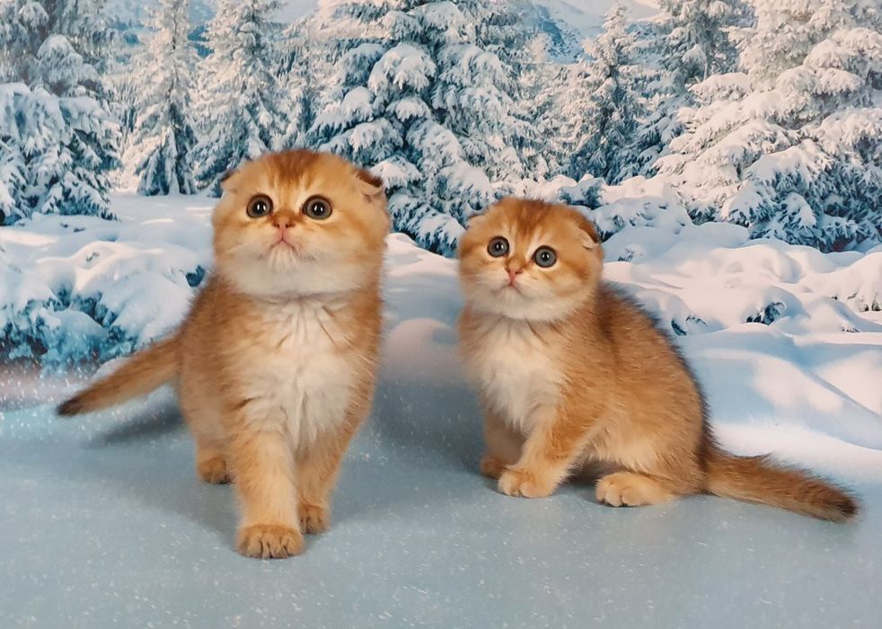 Котята золотая шиншилла