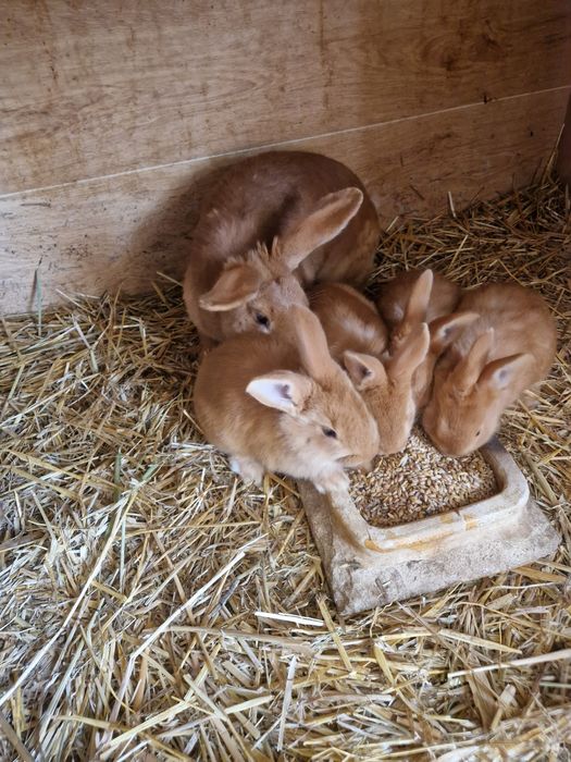 Króliki samica burgundzka z 7 młodymi królikami