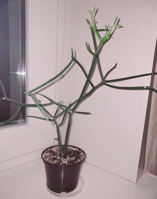 Суккуленты и другие цветы_2