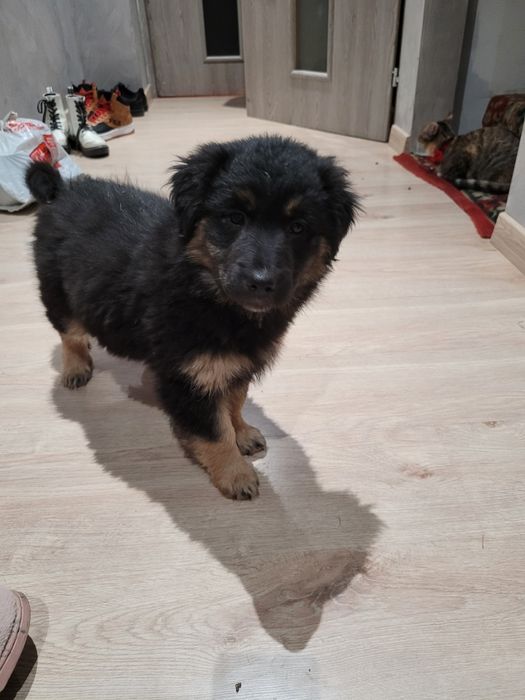 Oddam w dobre ręce  szczeniaka