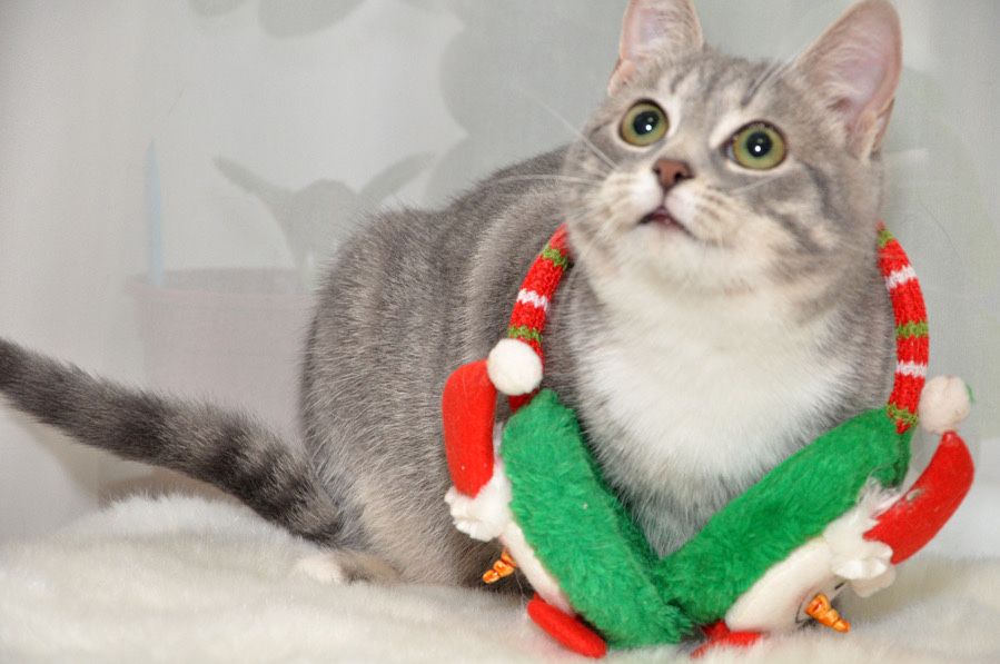 красуня - дівчинка Намистинка