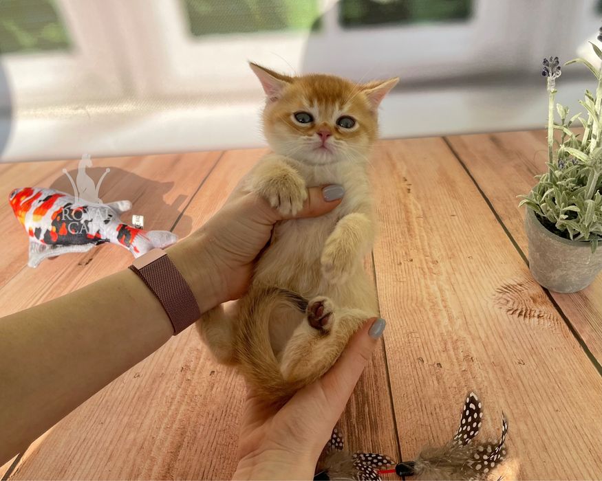 Мальчик Лаки, котенок шоколадная золотая шиншилла, британцы шотландцы