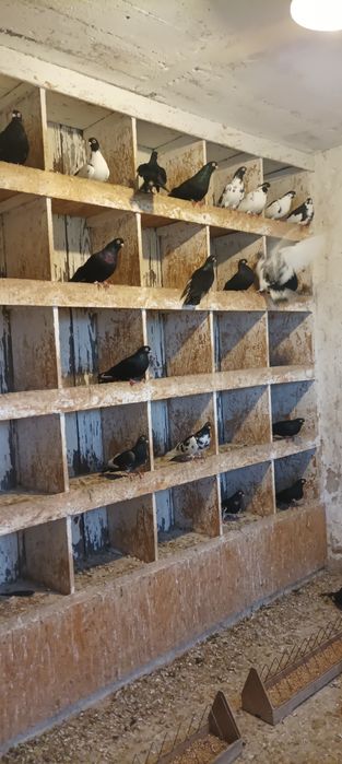 Sprzedam gołębie .