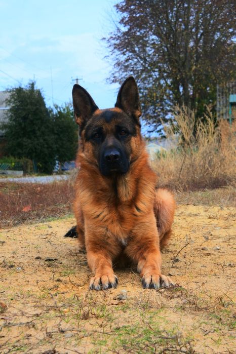 Кобель для вязки