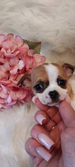 ZAREZERWOWANA !! Chihuahua malutka urocza sunia