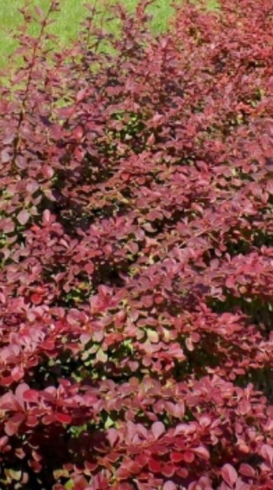 Berberys zielony i czerwony