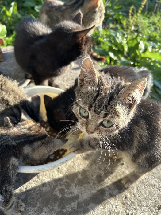 Кошенята в добрі руки