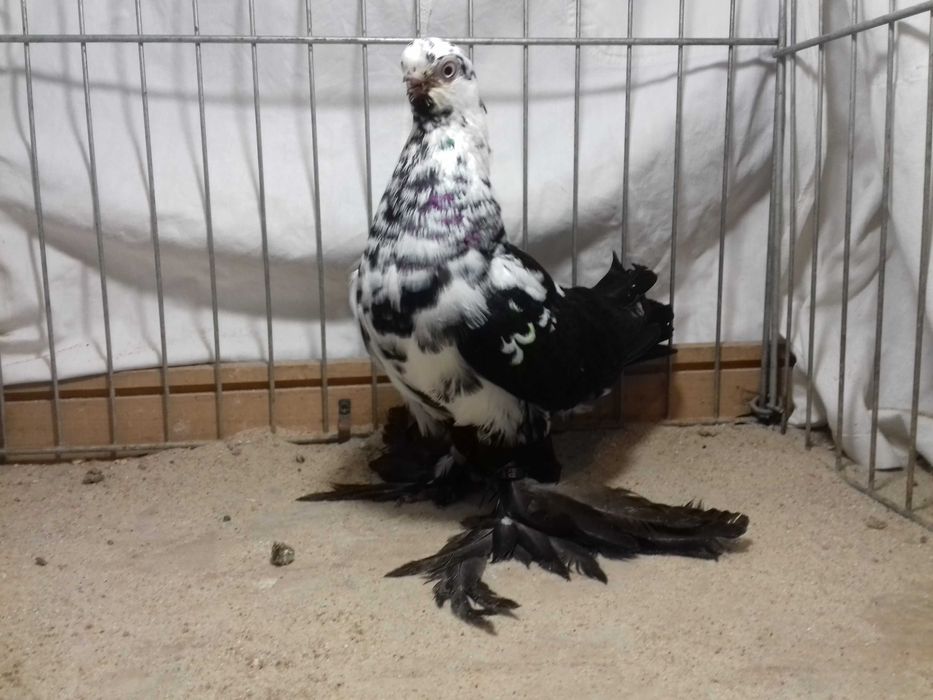 Motyl motyle samica z 2022 gołębie ozdobne