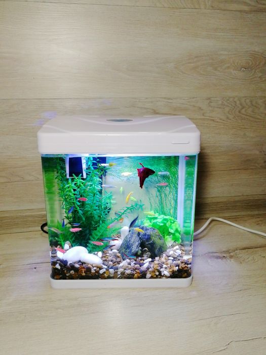 Акваріумний набір з рибками 10л | Доставка Київ