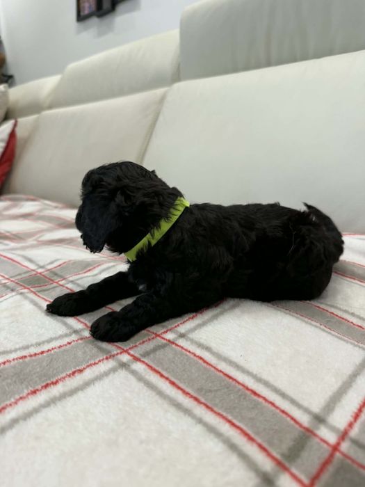 Cavapoo f1b suczka