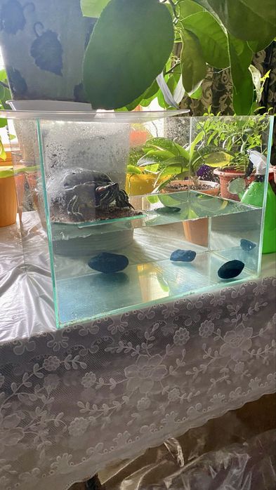 Продам акваріум для черепах