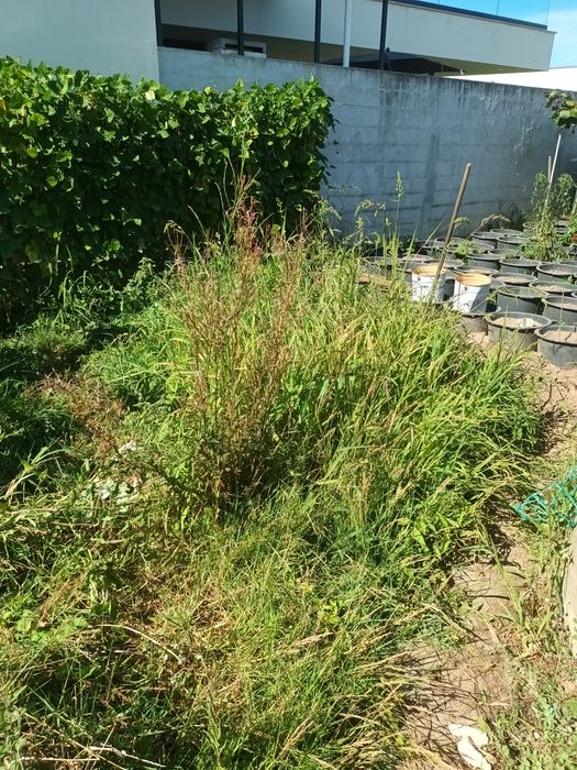 Jardinagem e limpezas