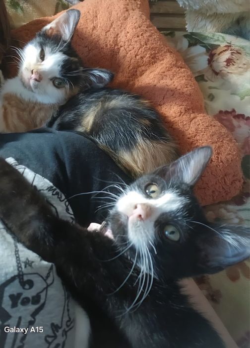 Симпатичные игривые котята мышеловы ищут.Новый дом