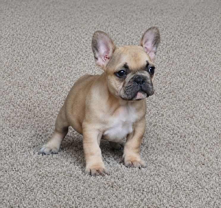 Bulldog  francês