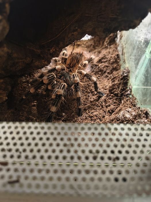 Acanthoscurria geniculata