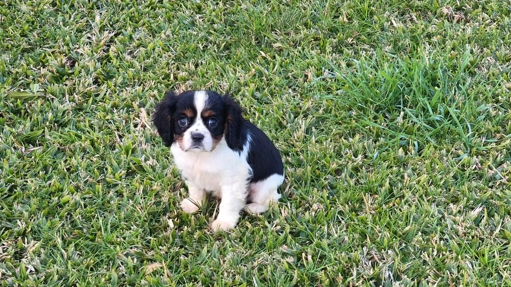 King Charles cavalier macho tricolor