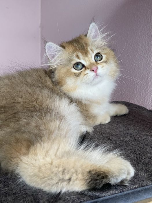Gato British Longhair Golden