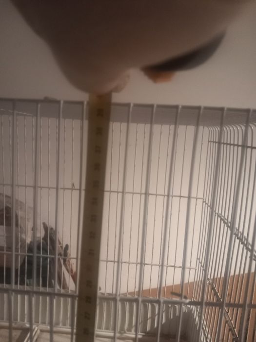 Gaiola para roedores