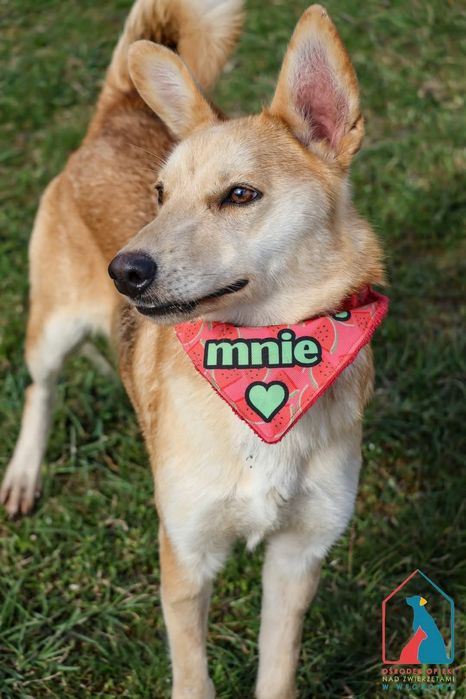 Melcia 115/25 - SZUKA DOMU!