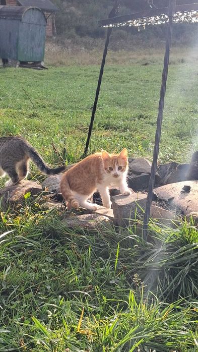 Oddam KOTKI za darmo  w dobre ręce