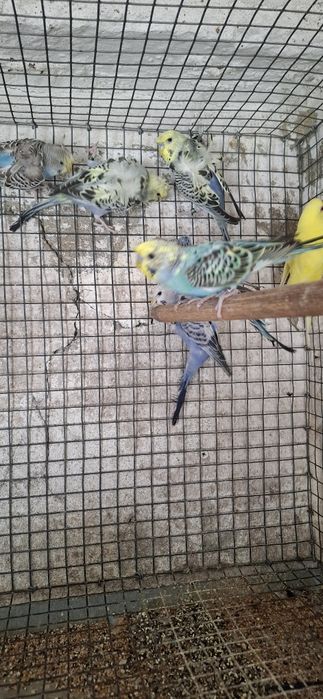 Periquitos hagoromos,frisados, fallows