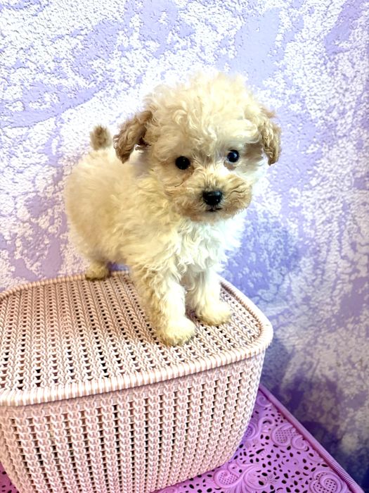 Дівчинка мінюшка