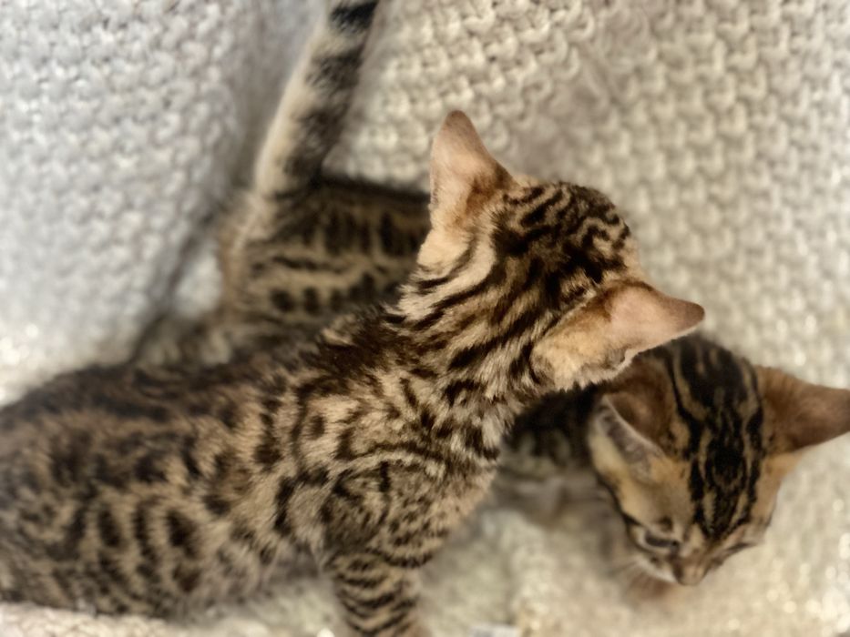 Найкрасивіші бенгали