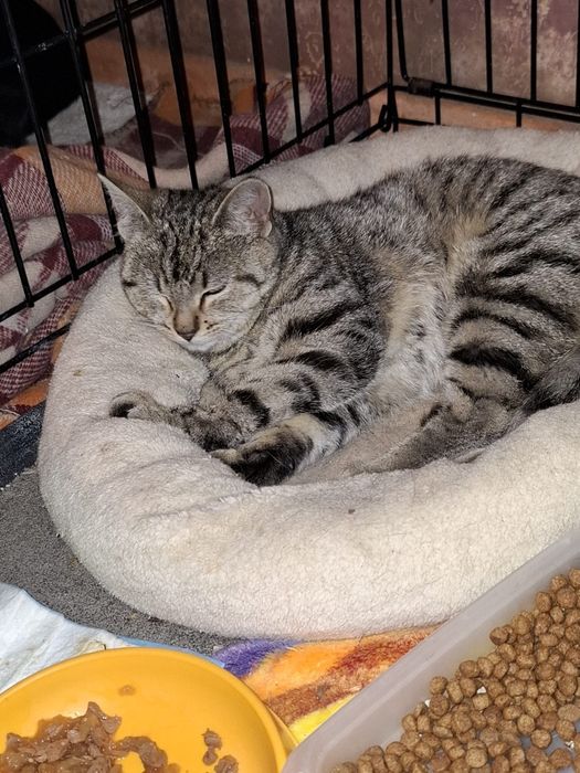 6 miesięczna kotka szuka domu niewychodzącego