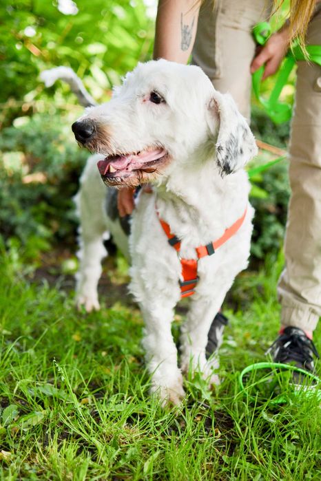 Bingo - pies w typie owczarka nizinnego do adopcji!