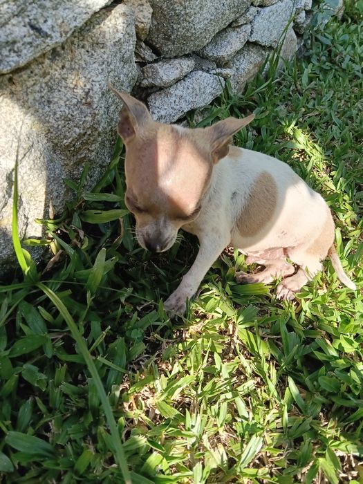 Chihuahua fêmea / m disponível