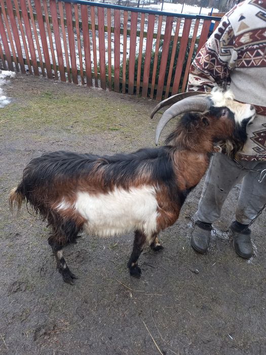 Продам молодого козла віком 1,рік 8 місяців.