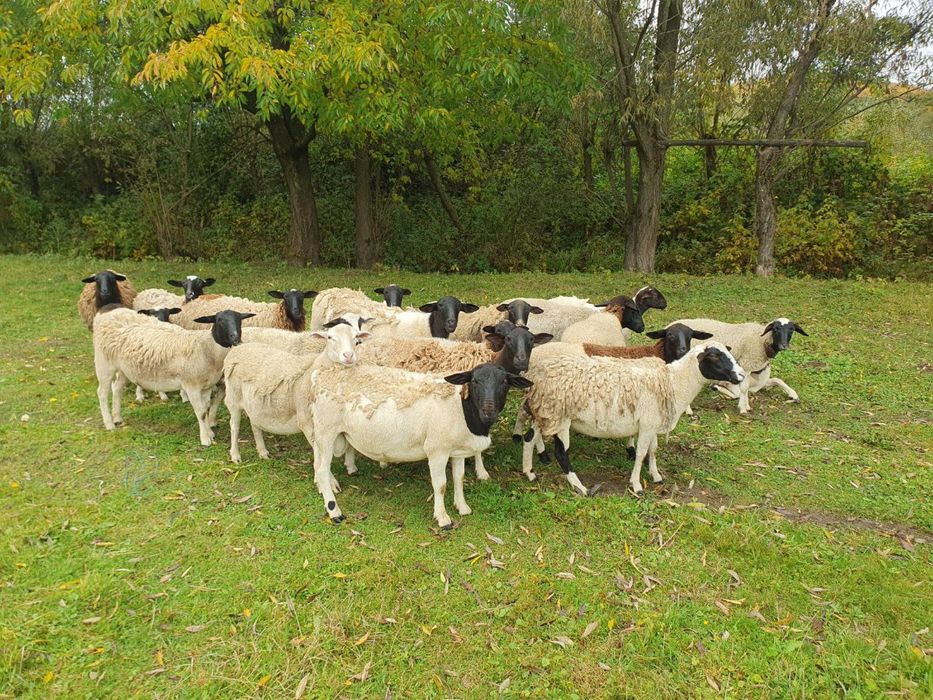 Продаються крос-дорпери